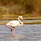 Flamant rose en Camargue