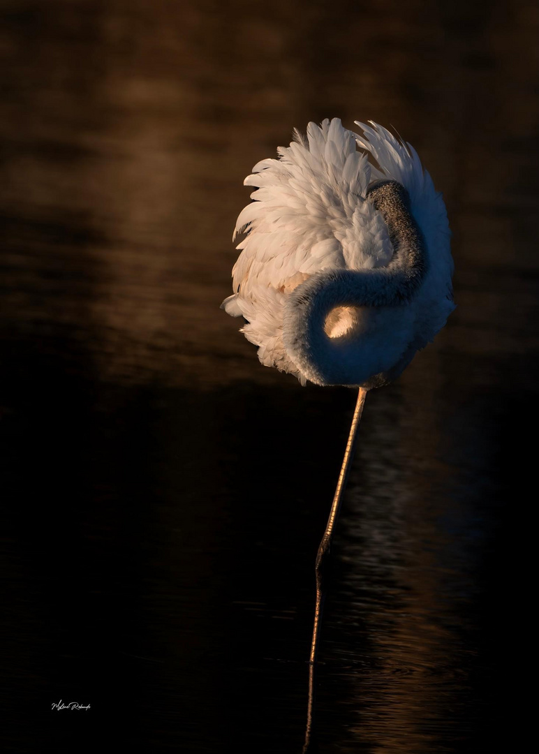 Flamant rose en danseuse étoile 