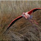 Flamant rose en vol