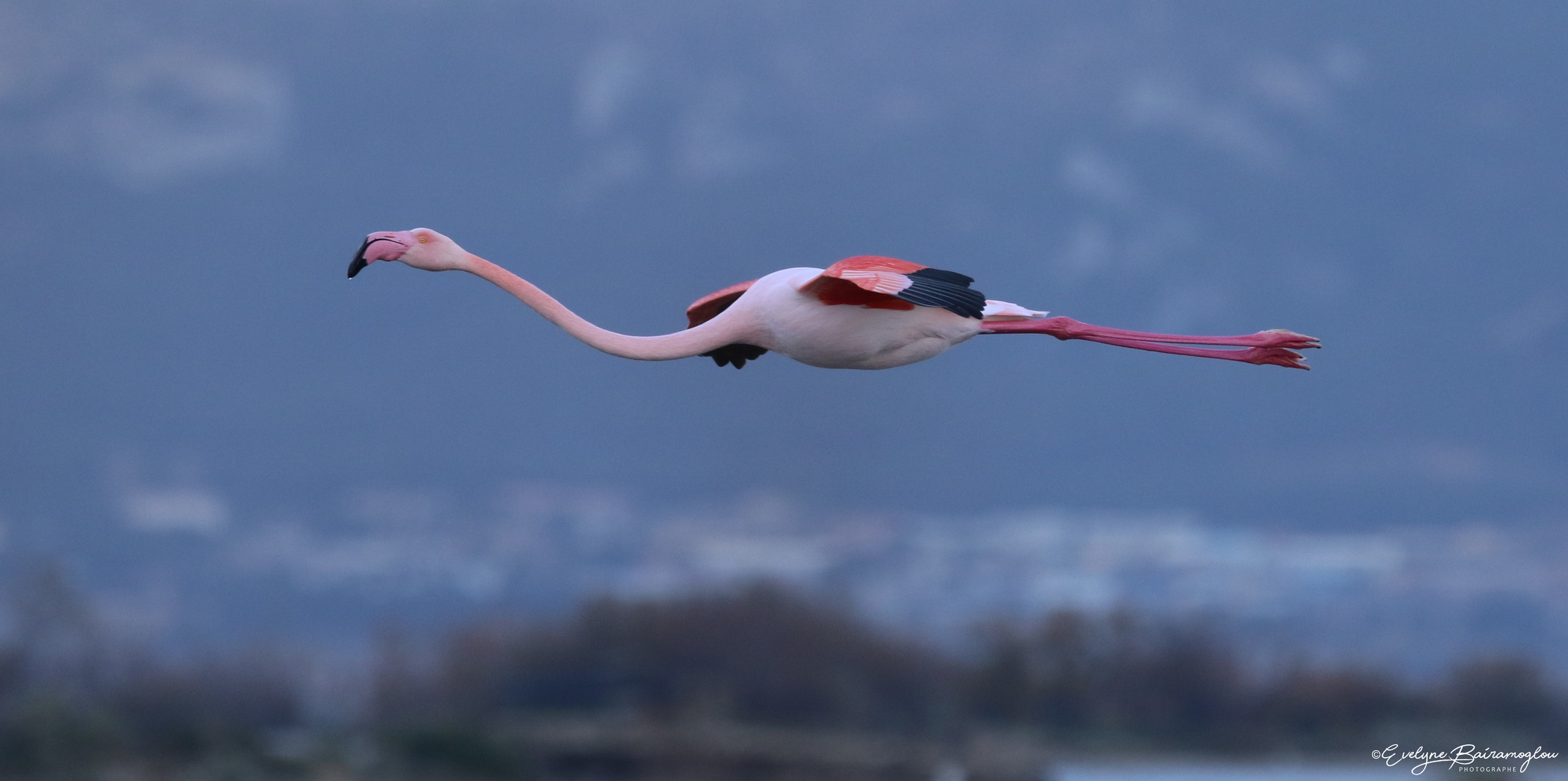 Flamant rose en vol