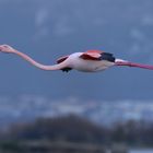 Flamant rose en vol