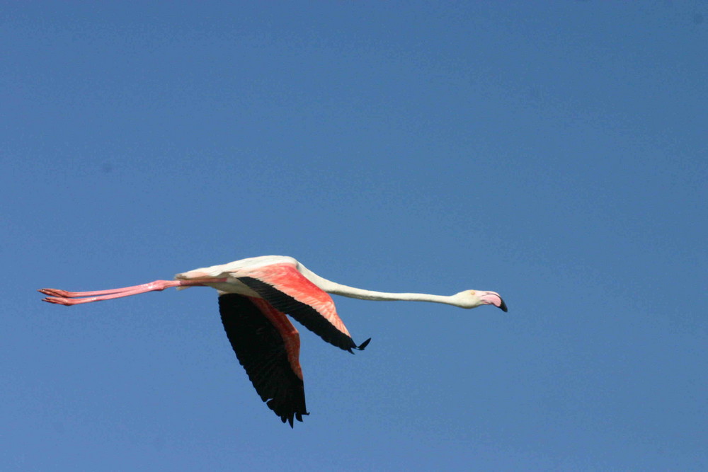 Flamant rose en vol