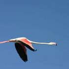 Flamant rose en vol