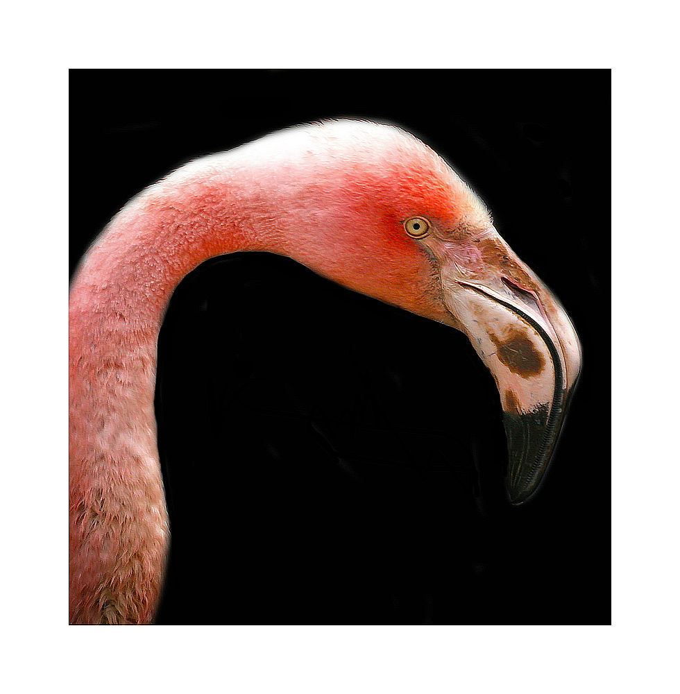 Flamant rose.