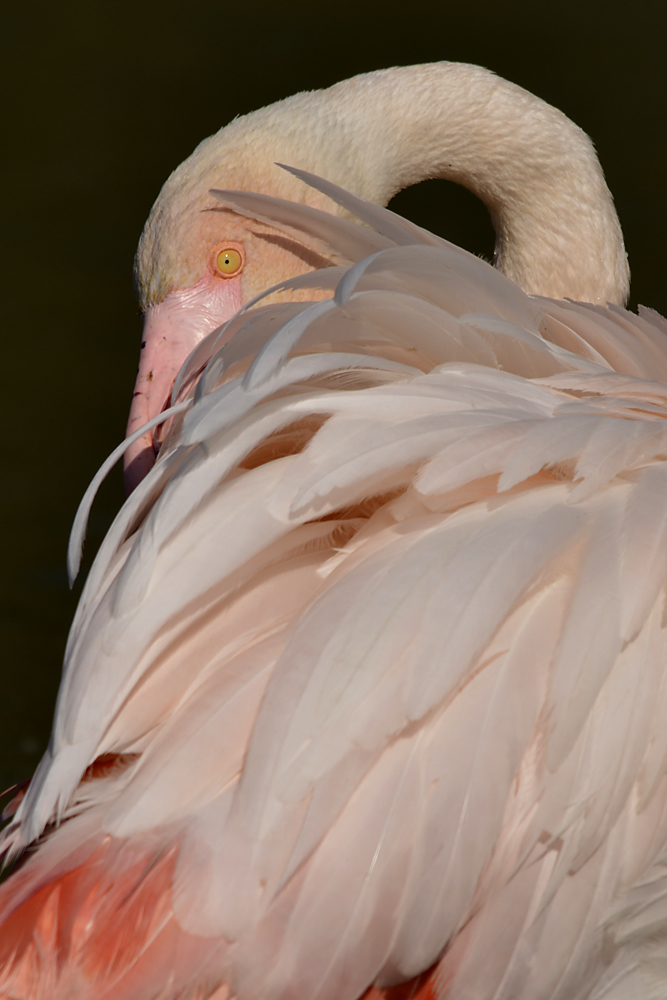 Flamant Rose