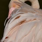 Flamant Rose