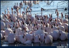 FLAMANT ROSE