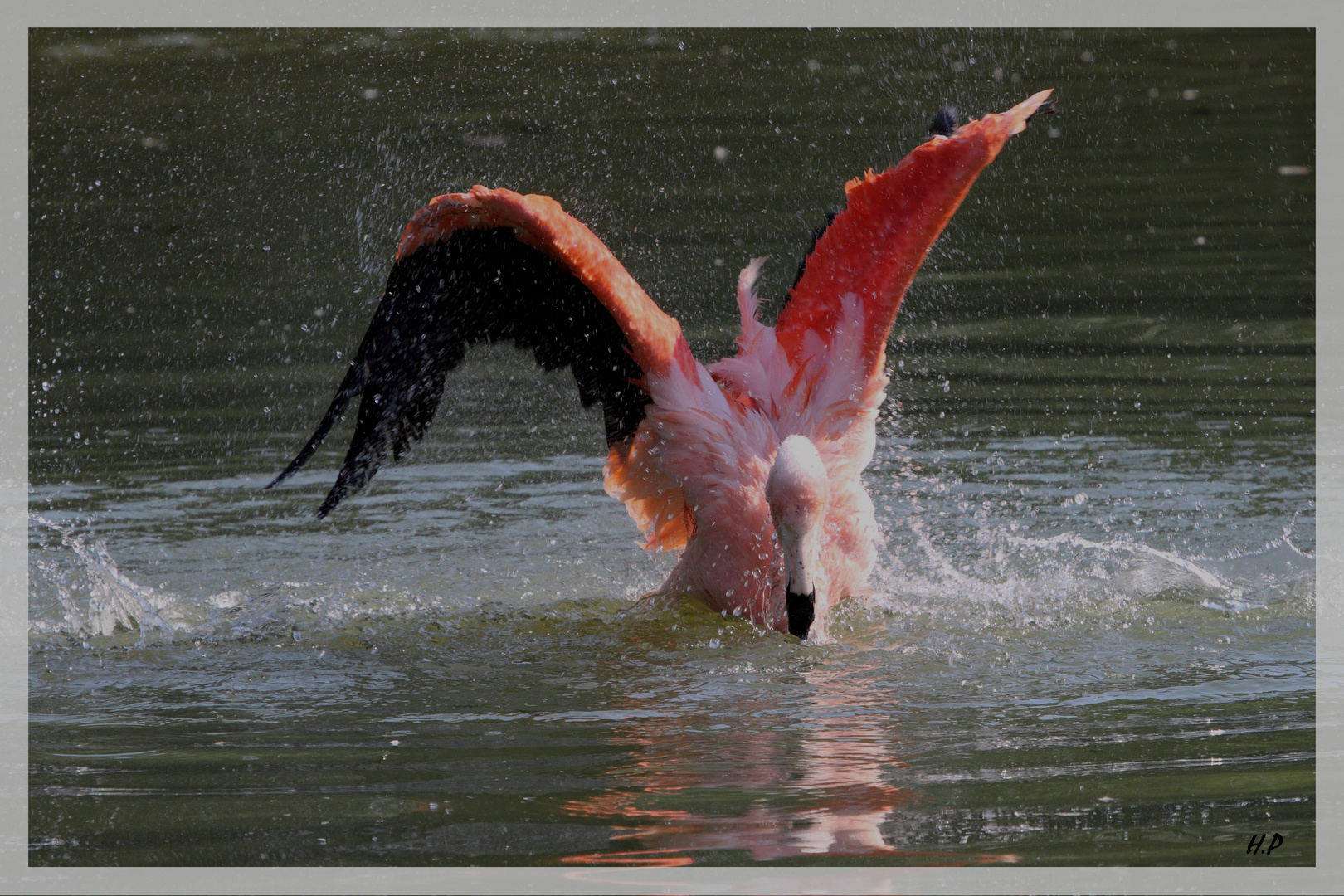 Flamant rose j'ai chaud 1