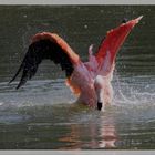 Flamant rose j'ai chaud 1