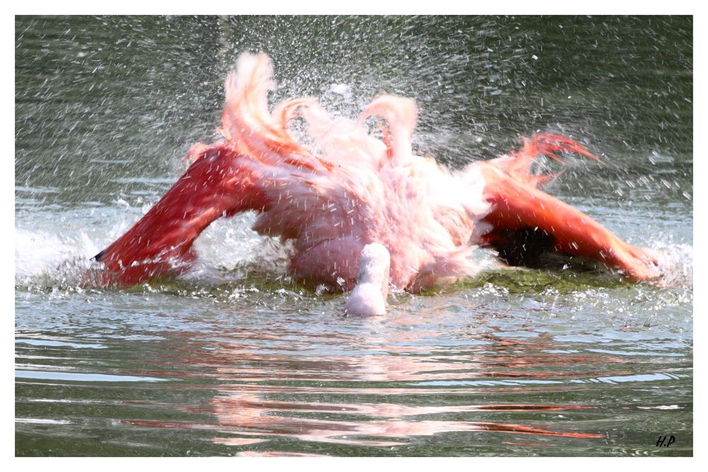 Flamant rose j'ai chaud 2