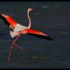 ... Flamant rose - le départ ... / ... Flamingo-Start ...