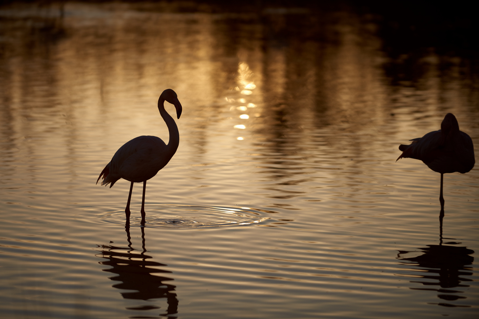 Flamant rose le jour.