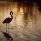 Flamant rose le jour.