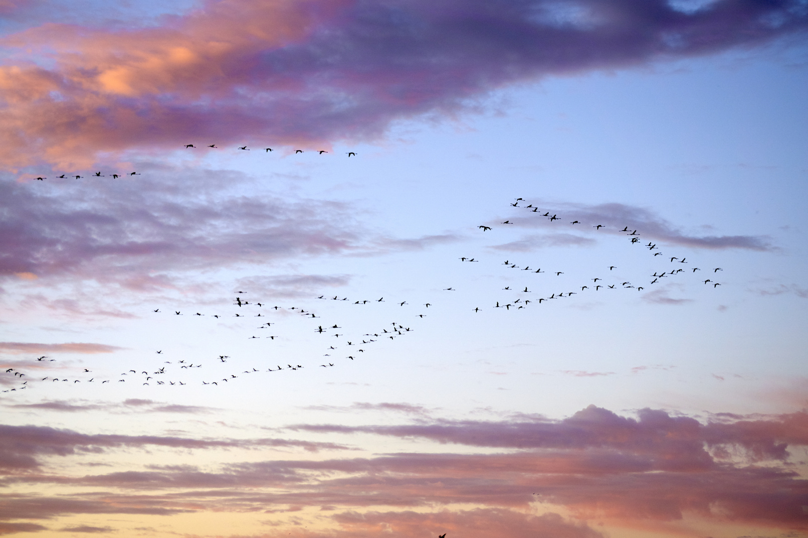 Flamant rose , matin