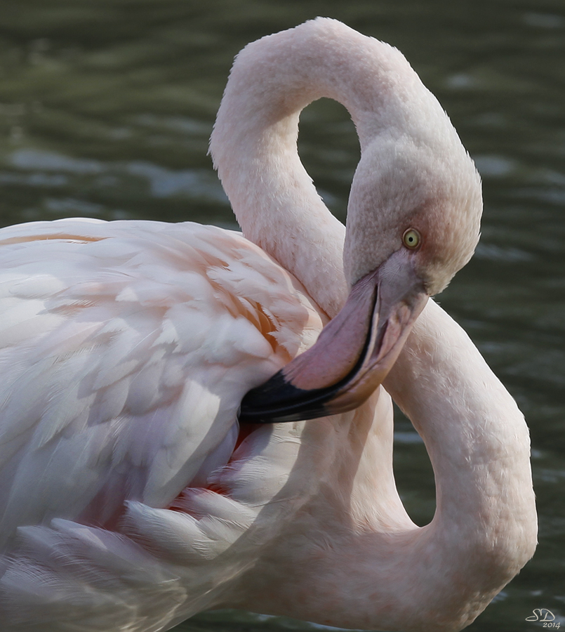 Flamant rêveur .