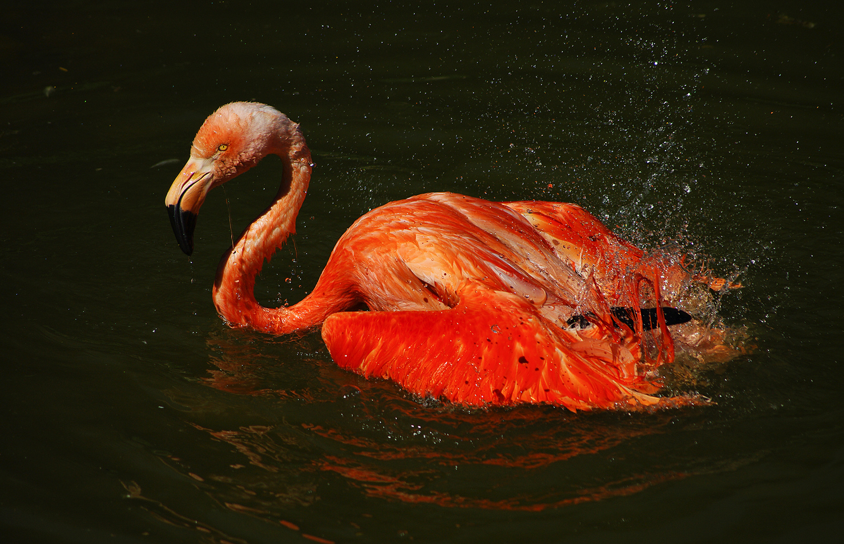 Flamant s'ébrouant au soleil couchant (Phoenicopterus ruber, flamant des Caraïbes 