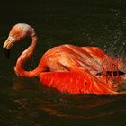 Flamant s'ébrouant au soleil couchant (Phoenicopterus ruber, flamant des Caraïbes 