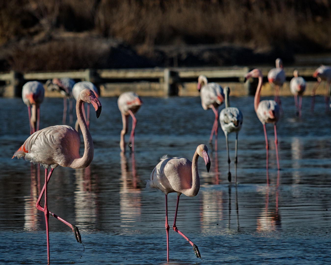 Flamants