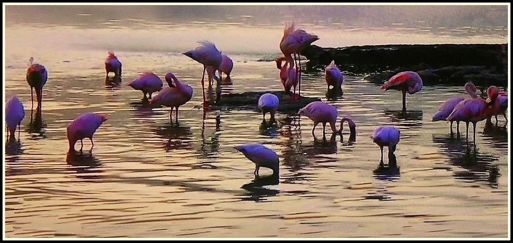 Flamants bleus...