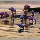 Flamants bleus...