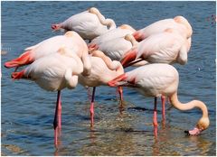 Flamants de Camargue