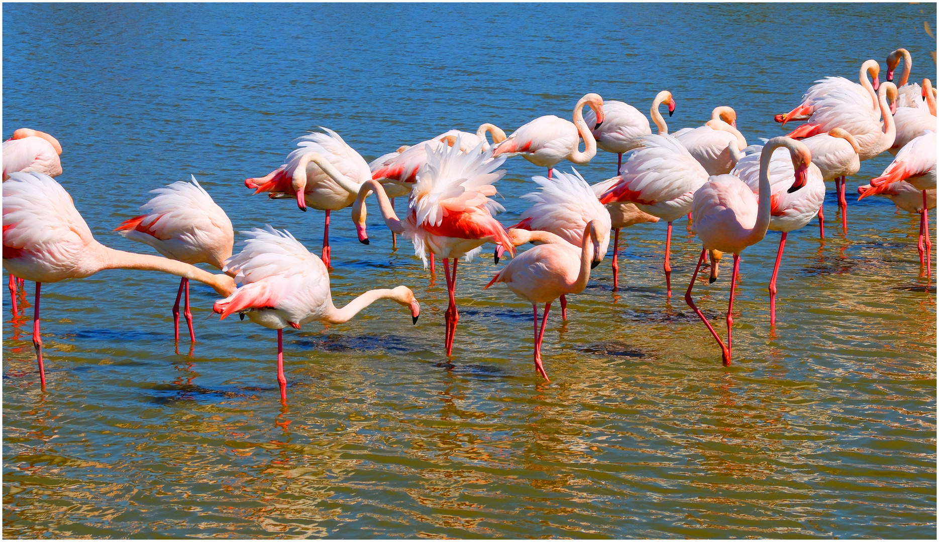 Flamants de Camargue