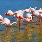 Flamants de Camargue