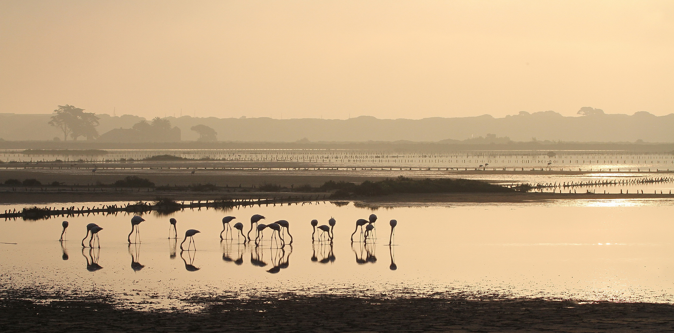 Flamants du matin