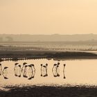 Flamants du matin