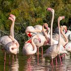 Flamants du Pont de Gau