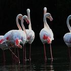 flamants parc du pont de gau en camargue