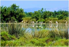 Flamants-reflets