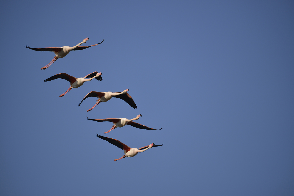 Flamants rose