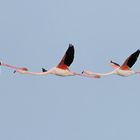 flamants rose