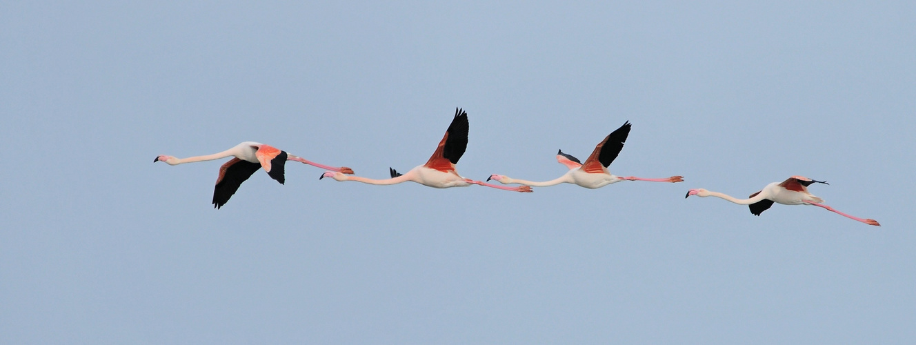 flamants rose