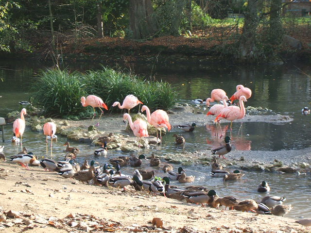 flamants rose