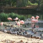 flamants rose