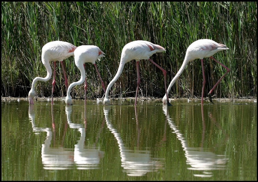 Flamants rose de la réserve du Pont de Gau en Camargue