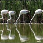 Flamants rose de la réserve du Pont de Gau en Camargue