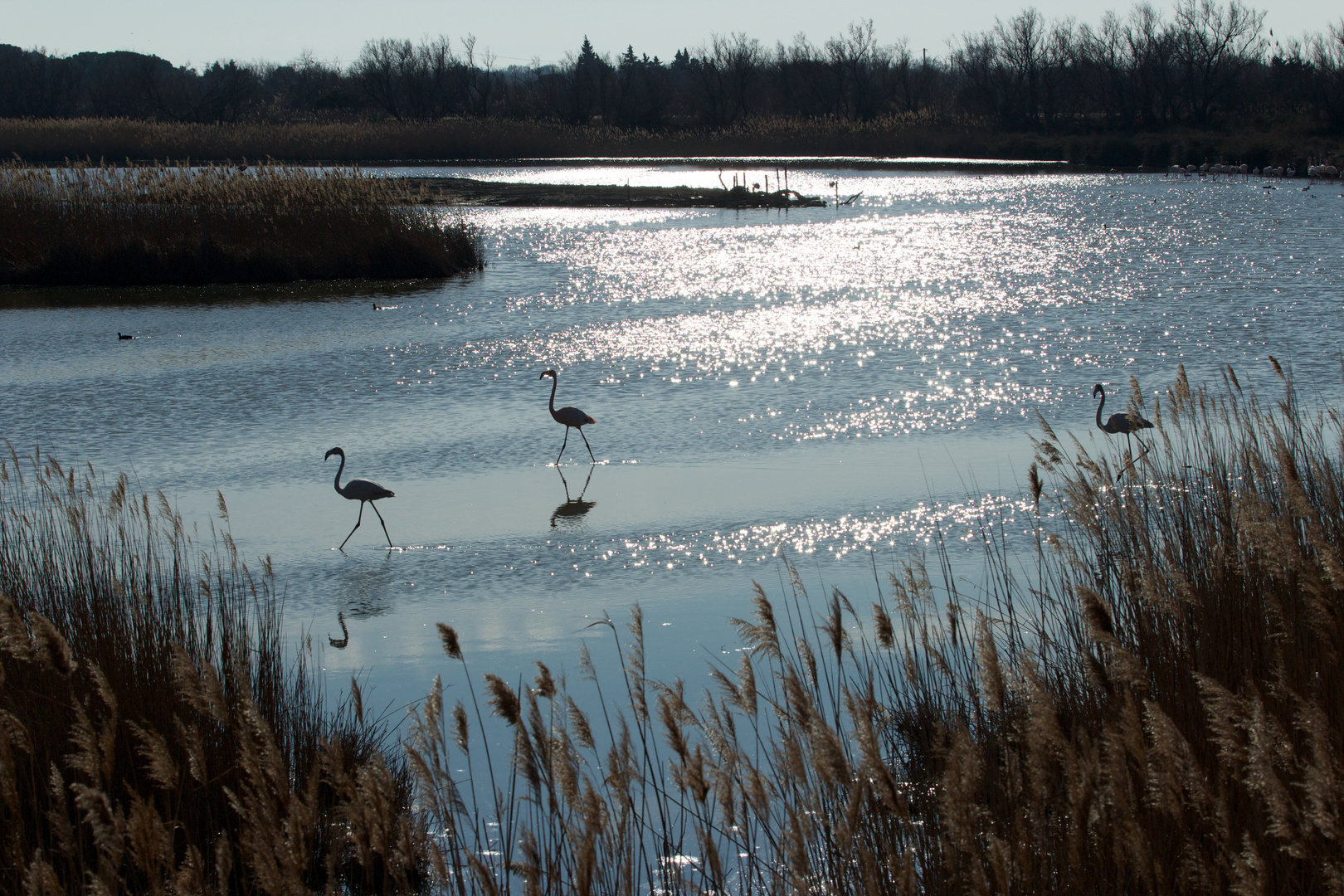 Flamants rose du Pont de Gau