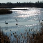 Flamants rose du Pont de Gau