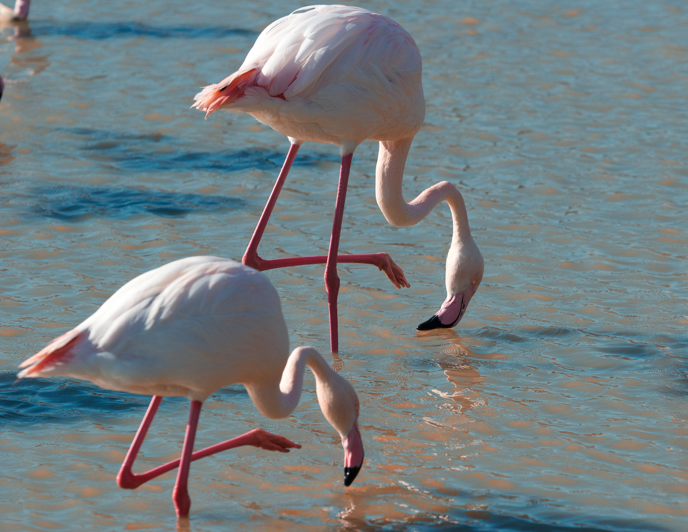 Flamants rose en 44