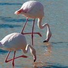 Flamants rose en 44