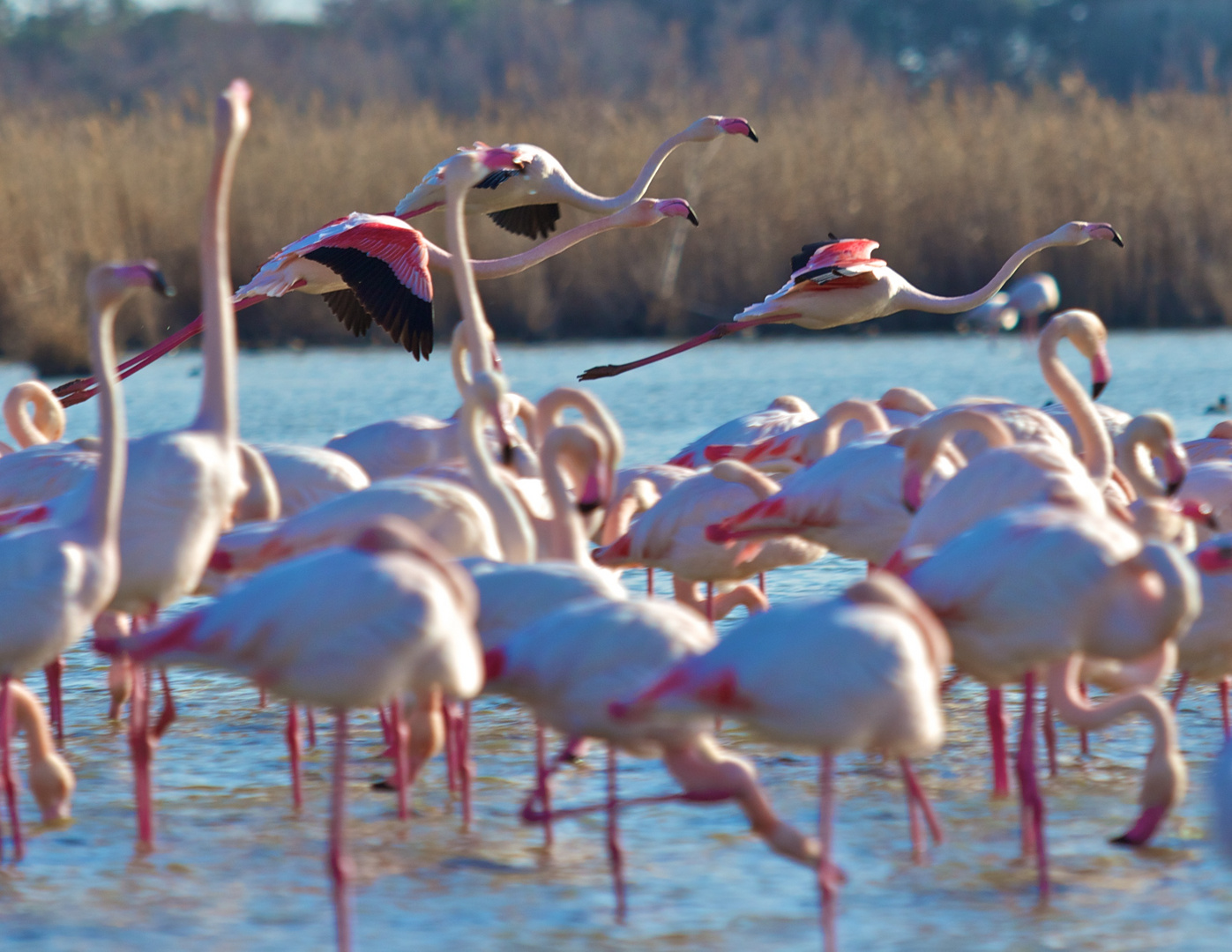 Flamants rose en vol