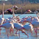 Flamants rose en vol