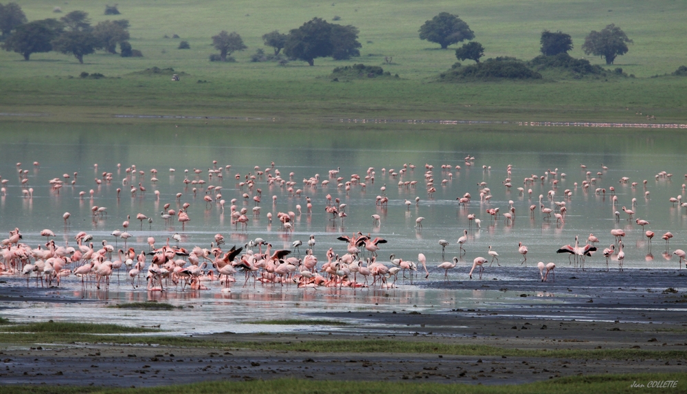 Flamants roses