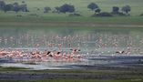 Flamants roses de Jean COLLETTE 