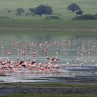 Flamants roses