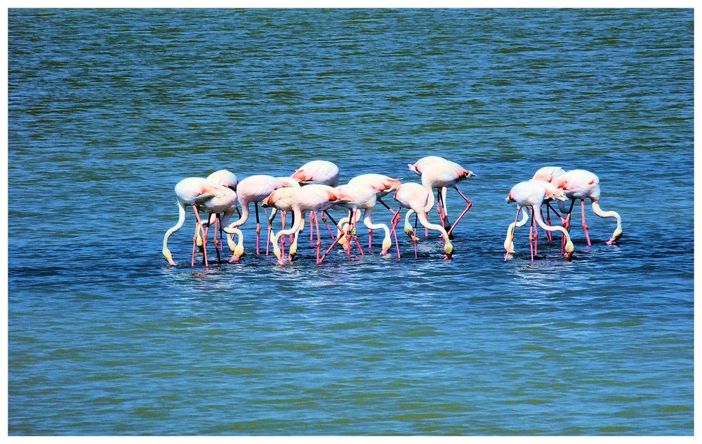 Flamants roses