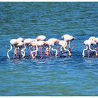 Flamants roses